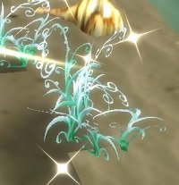 Item Algue marine (plante).jpg