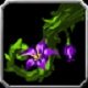 Item Asperge toxique.jpg