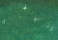 Item Banc de poissons qui nagent.jpg