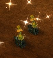 Item Campanule blanche (plante).jpg