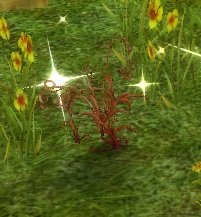 Item Carforn Fern (plante).jpg