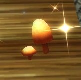 Item Champignon parasol (plante).jpg