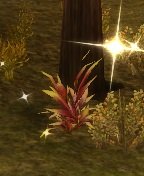 Item Feuille à flammes rouge (plante).jpg