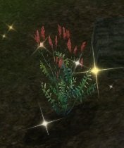 Item Feuille creuse (plante).jpg