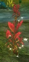 Item Feuille de lune (plante).jpg