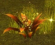 Item Feuille de soleil intense (plante).jpg