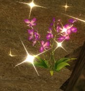 Item Fleur de Callicarpa.jpg