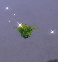 Item Fleur de l'espoir (plante).jpg