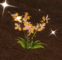 Item Fleur lumière solaire.jpg