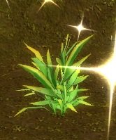 Item Fougère du printemps.jpg