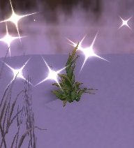 Item Herbe-corbeau (plante).jpg