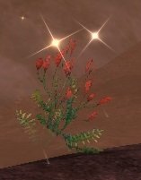 Item Herbe à bulles (plante).jpg
