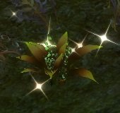 Item Herbe à flammes rouge (plante).jpg