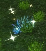 Item Herbe Huairshee (plante).jpg