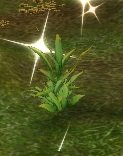 Item Herbe commune.jpg