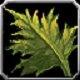 Item Herbe de Taureau.jpg