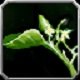 Item Herbe de lune venteuse.jpg