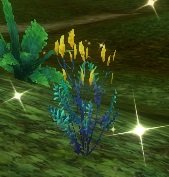 Item Herbe de lune venteuse (plante).jpg