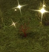 Item Herbe méconnue.jpg