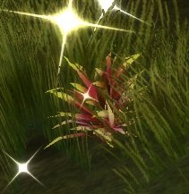 Item Herbe orange (plante).jpg