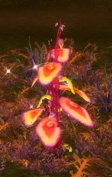 Item Herbe rouge (plante).jpg