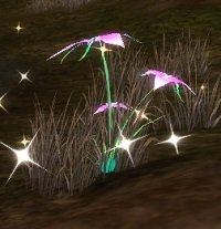 Item Iris de la Toundra (plante).jpg