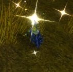 Item Linguapectoris (plante).jpg