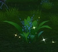 Item Petit buisson.jpg