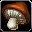 Item Pied de champignon.jpg
