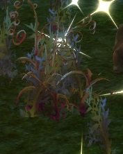 Item Roseau rouge (plante).jpg