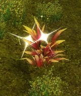 Item Sang de dentranchante (plante).jpg