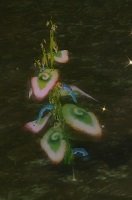 Item Taro de Kandor (plante).jpg