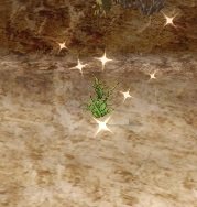 Item Touffe d'herbe.jpg