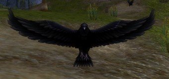 Mob Corbeau ailenoire.jpg