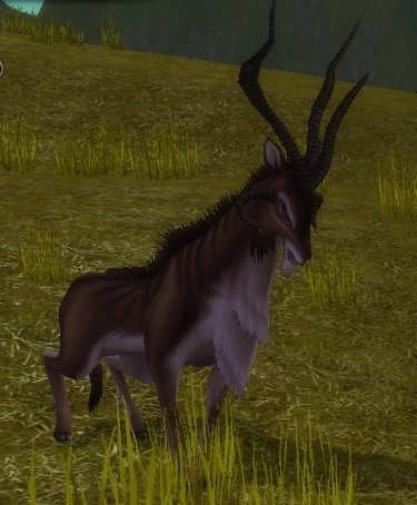 Mob Gazelle coureuse.jpg