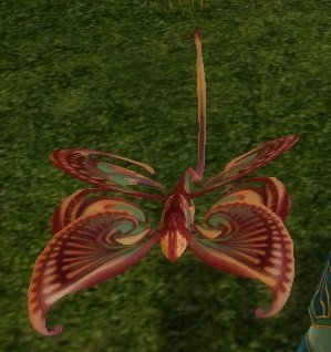 Mob Hesperiidae arc-en-ciel.jpg