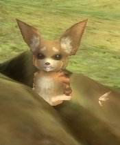 Mob Jeune belette de Salo.jpg