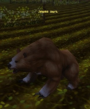 Fichier:Mob Jeune ours.jpg