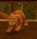 Mob Tigre brun captif.jpg