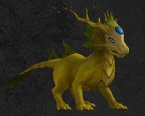 Pet Draco koïos adulte.jpg