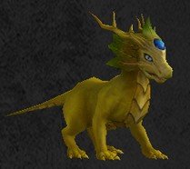 Pet Jeune draco koïos.jpg