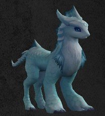 Pet Jeune draco phoïbe.jpg