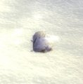 Vignette pour la version du 14 mars 2018 à 20:31