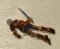 Pnj Cadavre d'enfant.jpg
