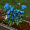 Rose bleue azurine