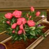 Rose rose éclose