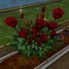 Rose vermillon éclose